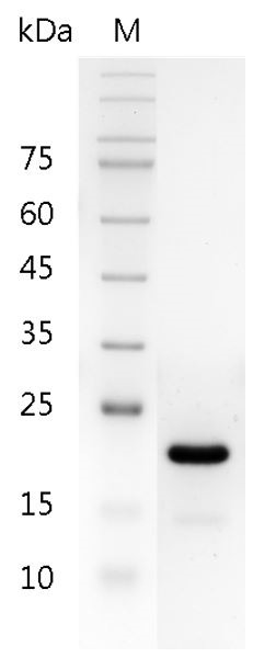 Recombinant IL-11 (Interleukin-11), Human, AF