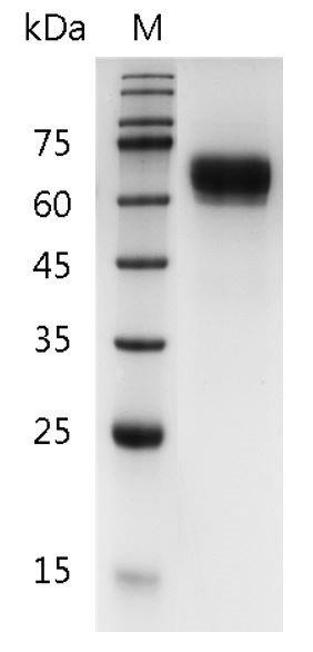 Recombinant IL-12 (p70) (Interleukin-12 p70), Human, AF, HEK293