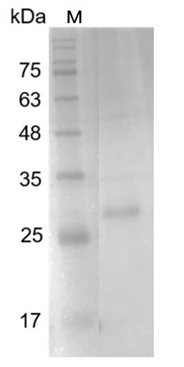 Recombinant IL-12 p35 (Interleukin-12 p35), Human, AF