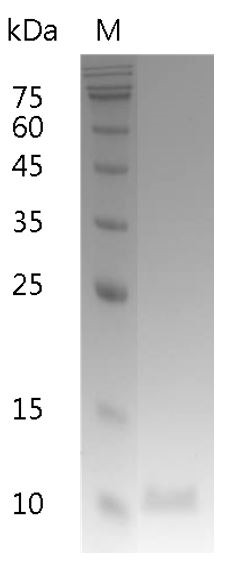 Recombinant IL-13 (Interleukin-13), Human, AF