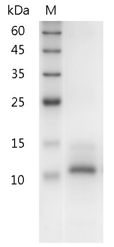 Recombinant IL-15 (Interleukin-15), Human, AF