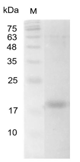 Recombinant IL-16 (129 a.a.) (Interleukin-16), Human, AF