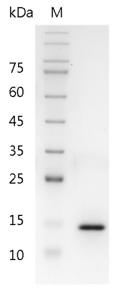 Recombinant IL-17A (Interleukin-17A), Human, AF