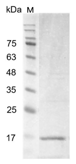 Recombinant IL-17B (Interleukin-17B), Human, AF