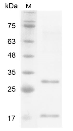 Recombinant IL-17D (Interleukin-17D), Human, AF