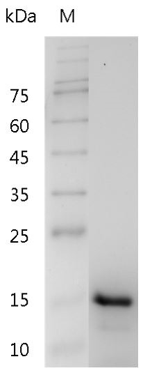 Recombinant IL-17F (Interleukin-17F), Human, AF