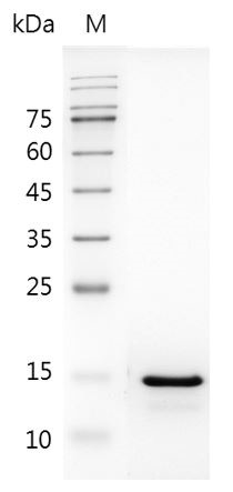 Recombinant IL-18 (Interleukin-18), Human, AF