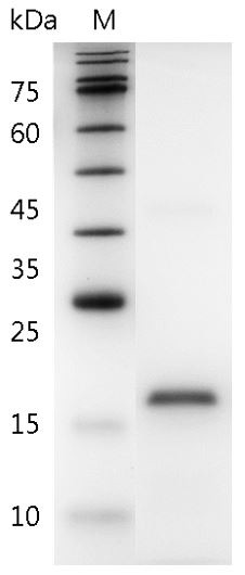 Recombinant IL-19 (Interleukin-19), Human, AF