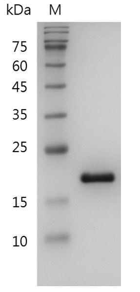 Recombinant IL-1RA (Interleukin-1 receptor antagonist), Human, AF