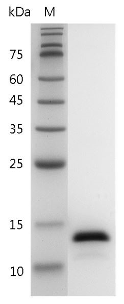 Recombinant IL-2 (Interleukin-2), Human, AF