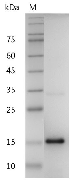 Recombinant IL-20 (Interleukin-20), Human, AF