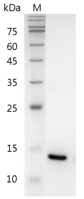 Recombinant IL-22 (Interleukin-22), Human, AF