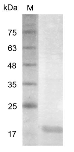 Recombinant IL-23 p19 (Interleukin-23 p19), Human, AF