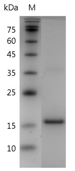 Recombinant IL-24 (Interleukin-24), Human, AF