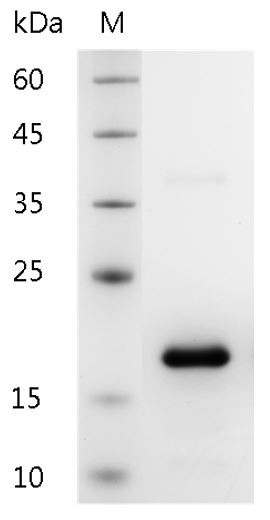 Recombinant IL-25 (Interleukin-25), Human, AF