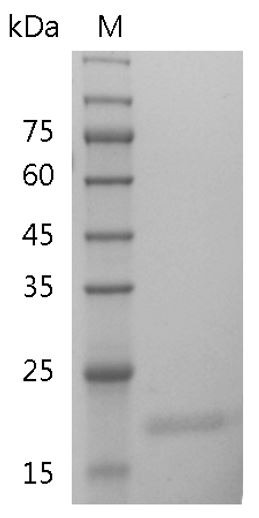 Recombinant IL-28A (Interleukin-28A), Human, AF