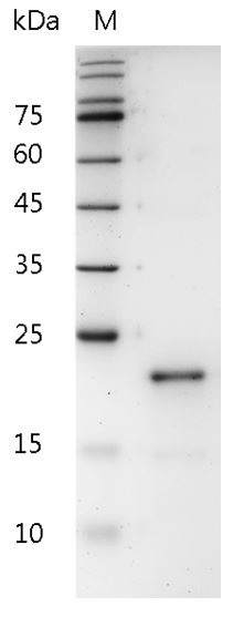 Recombinant IL-28B (Interleukin-28B), Human, AF