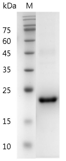 Recombinant IL-29 (Interleukin-29), Human, AF