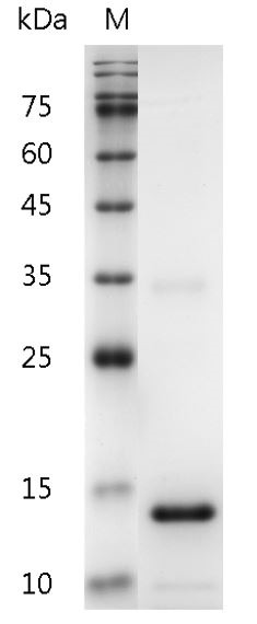 Recombinant IL-3 (Interleukin-3), Human, AF