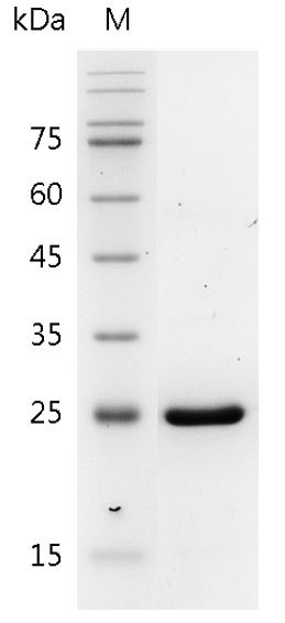 Recombinant IL-30 (Interleukin-30), Human, AF