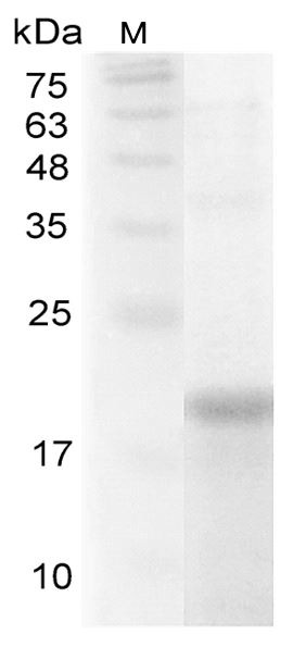 Recombinant IL-32 alpha (Interleukin-32 alpha), Human, AF