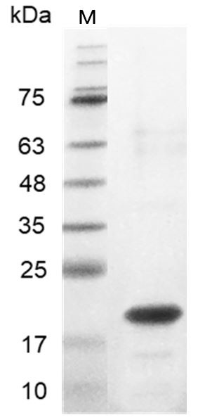 Recombinant IL-33 (Interleukin-33), Human, AF