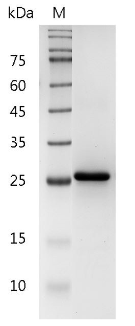 Recombinant IL-34 (Interleukin-34), Human, AF