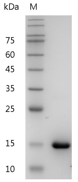 Recombinant IL-36 alpha (Interleukin-36 alpha), Human, AF