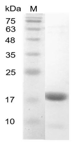 Recombinant IL-36 beta (Interleukin-36 beta), Human, AF