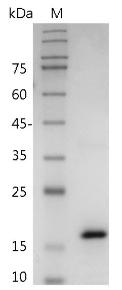 Recombinant IL-36 gamma (Interleukin-36 gamma), Human, AF