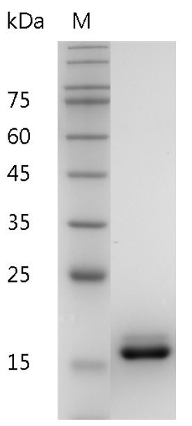 Recombinant IL-36RA (Interleukin-36 receptor antagonist), Human, AF