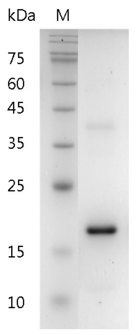 Recombinant IL-37 (Interleukin-37), Human, AF