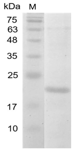 Recombinant IL-38 (Interleukin-38), Human, AF