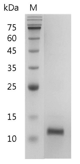 Recombinant IL-4 (Interleukin-4), Human, AF