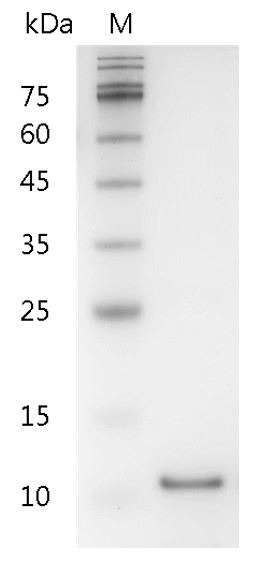 Recombinant IL-5 (Interleukin-5), Human, AF