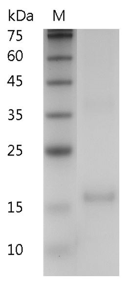 Recombinant IL-7 (Interleukin-7), Human, AF