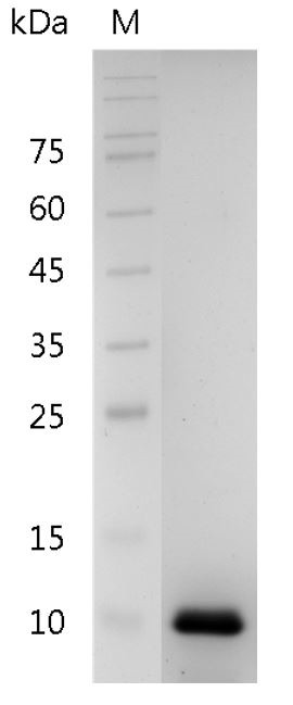 Recombinant IL-8 (72 a.a.) (Interleukin-8), Human, AF