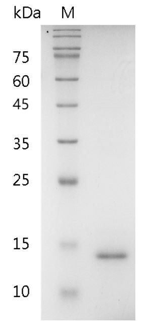 Recombinant IL-9 (Interleukin-9), Human, AF