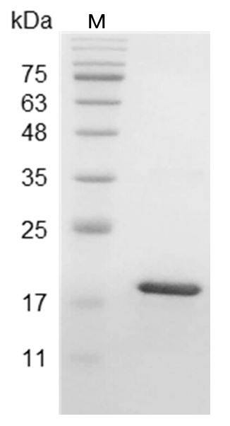 Recombinant LIF, Human, AF