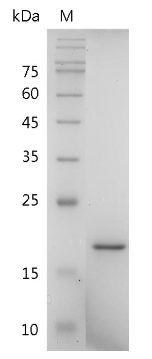 Recombinant LIGHT, Human, AF