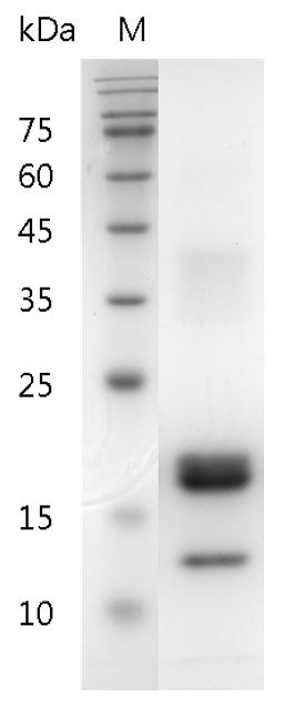 Recombinant M-CSF (Macrophage colony stimulating factor), Human, AF