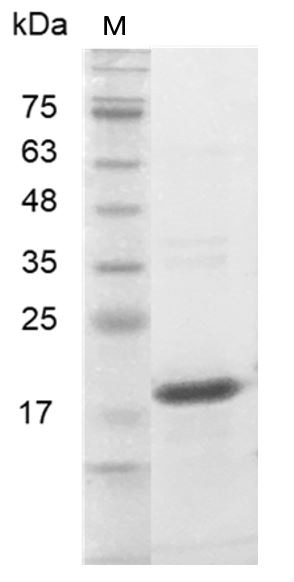 Recombinant Midkine, Human, AF