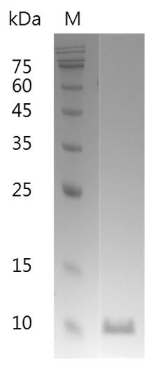 Recombinant MIF (Macrophage migration inhibitory factor), Human, AF