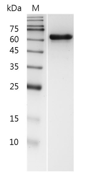 Recombinant MMP2 (Active), Human, AF