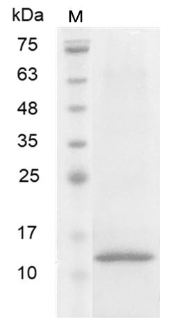 Recombinant Neurturin, Human, AF