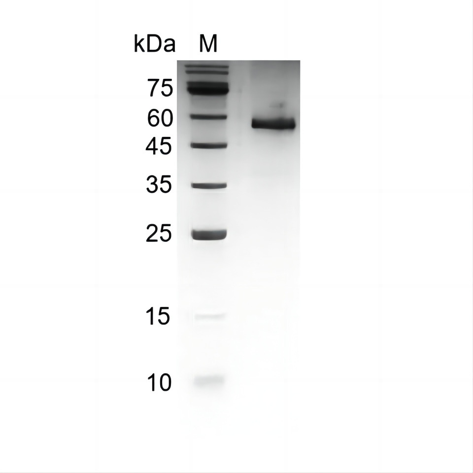 Recombinant Noggin, Human, AF