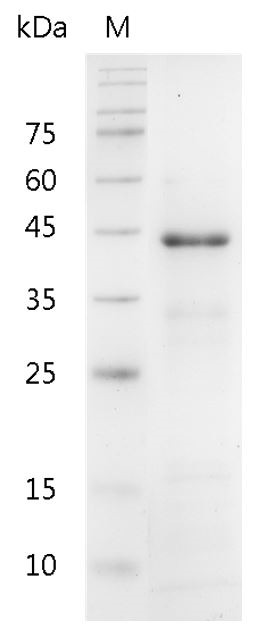 Recombinant PGA5 (Pepsinogen A5), Human, AF