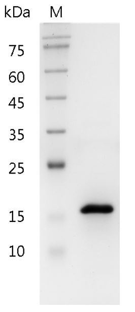 Recombinant Pleiotrophin, Human, AF