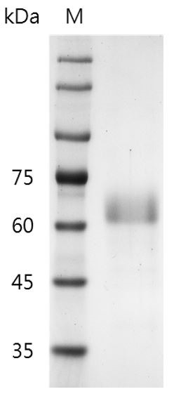 Recombinant R-spondin 1, Human, AF, HEK293