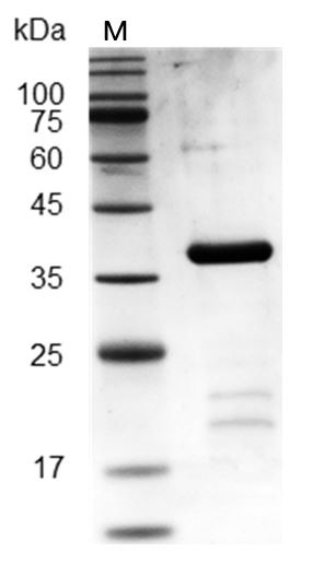 Recombinant Sonic Hedgehog (C24II), His-SUMO Tag, Human, AF